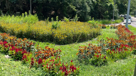 Community garden