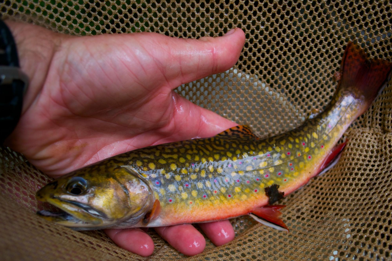 Native Brook Trout
