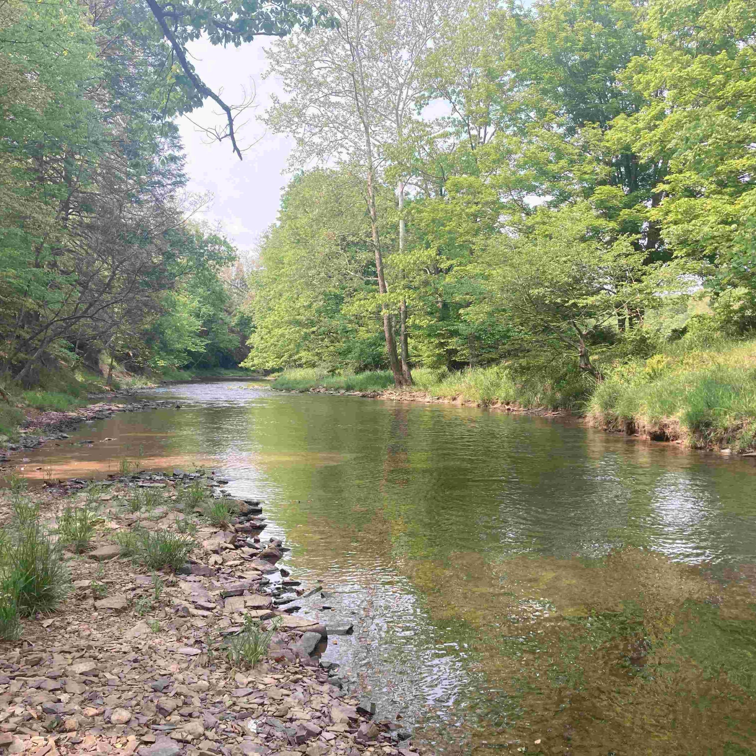 Webster Pa WPC Conservation Easements Protect 725 Acres of Forestland Habitat for ...