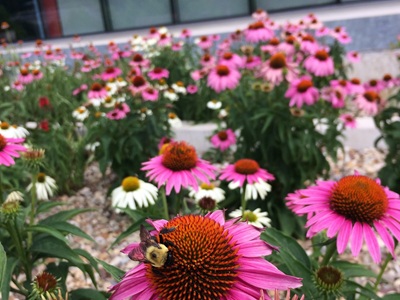 Coneflower