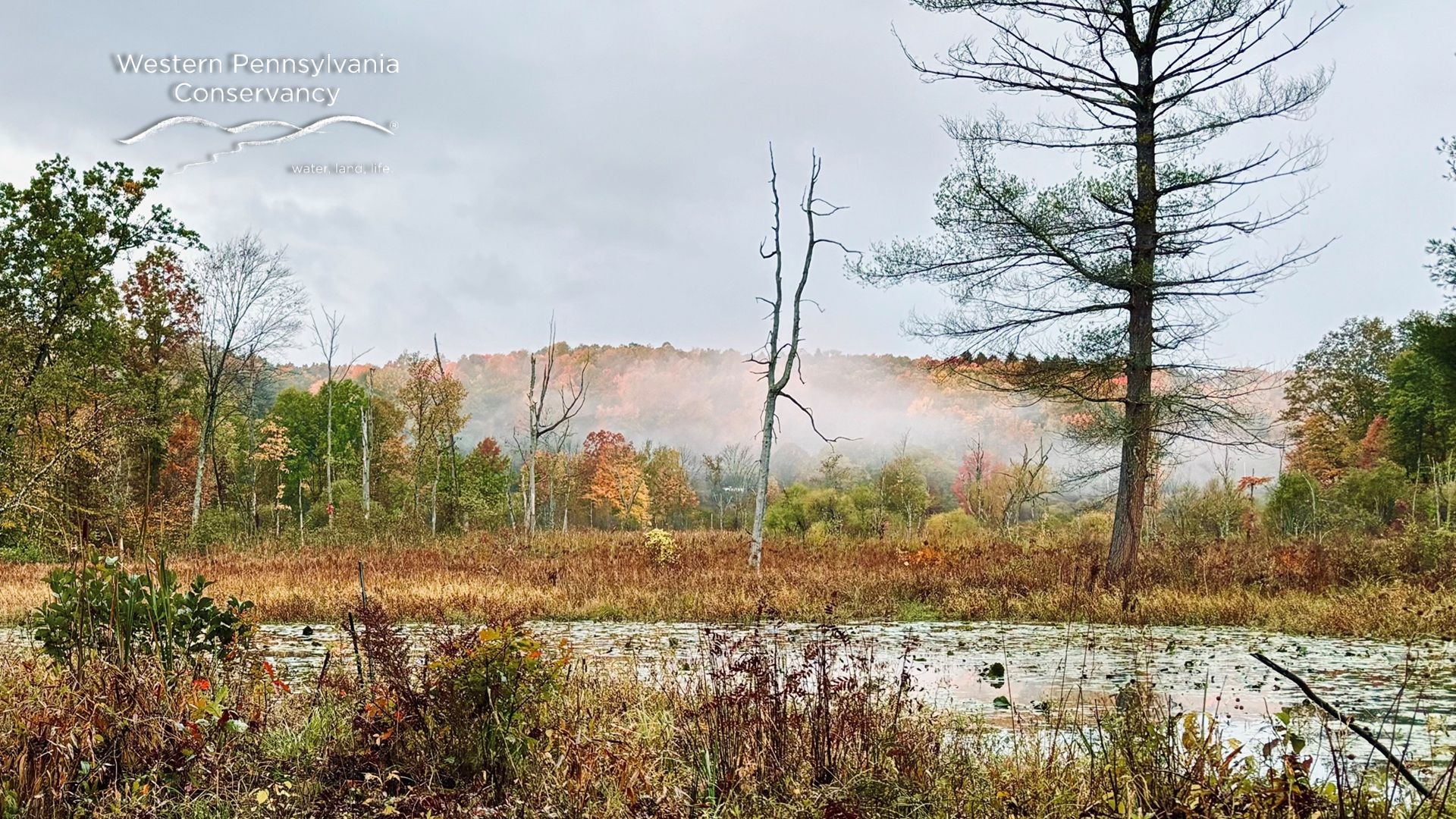 WPC-virtual BG-1920x1080-Katz-wetland-fall