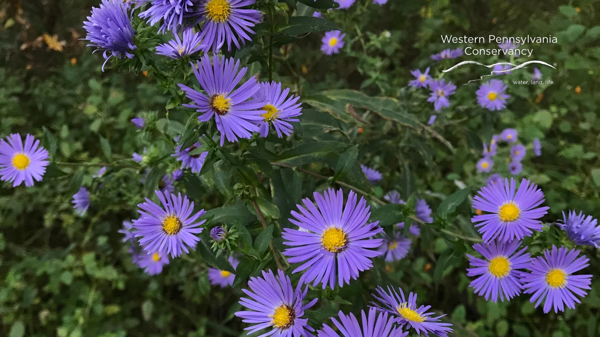 WPC-virtual BG-1920x1080-aster