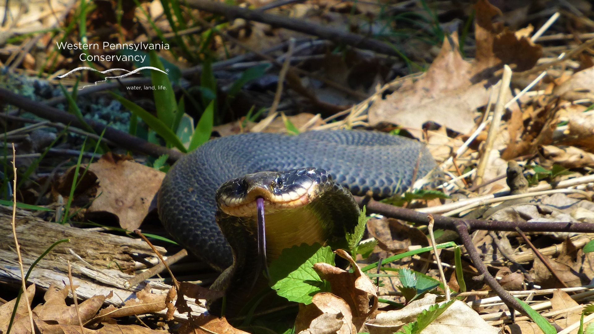 WPC-virtual BG-1920x1080-hognose-snake