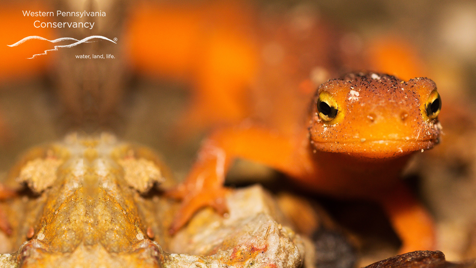 WPC Virtual Background_E Newt