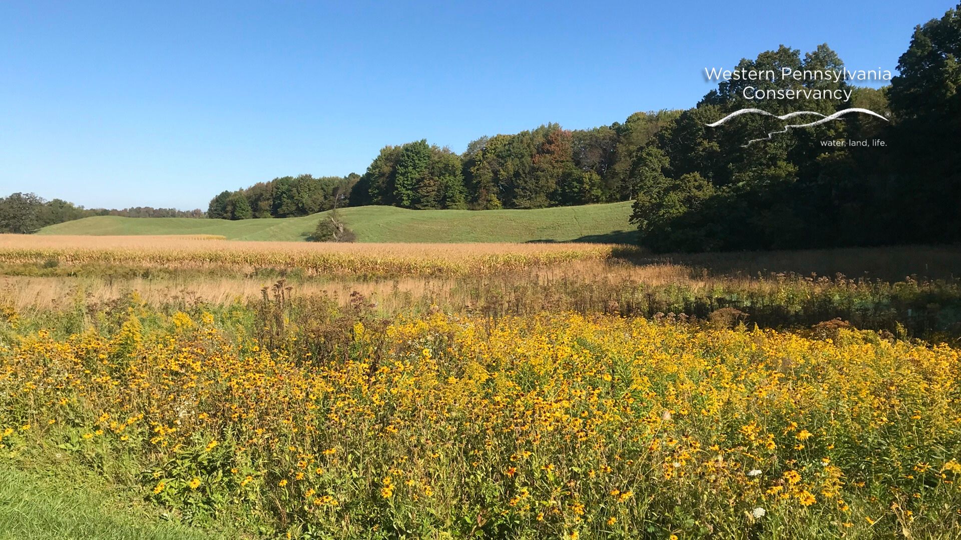 WPC-virtual BG-1920x1080-Miller-Esker-wildflower-meadow