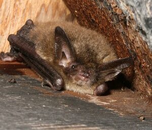 WPC-bat-300x300