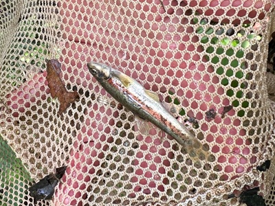WPC-blacknosed-dace-400x300