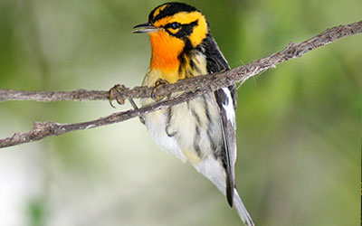 Blackburnian warbler. Photo by David Yeany.
