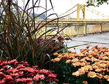 Community Greening - mums in planters in front of Pittsburgh bridge