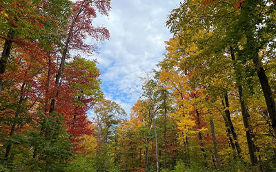 Preserves in the fall