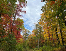 Preserves in the fall