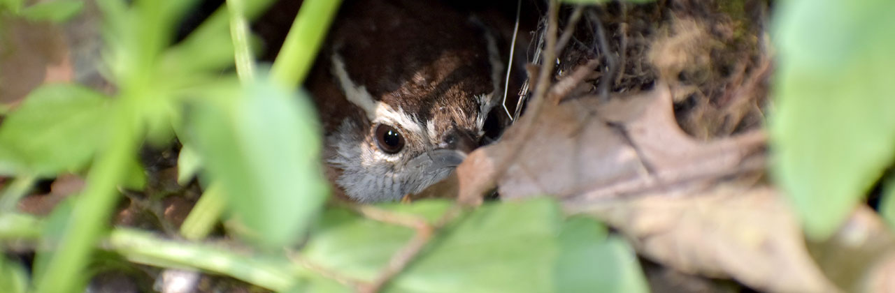 Messy gardens and Carolin Wren nesting
