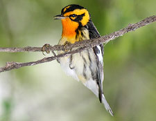 Blackburnian warbler. Photo by David Yeany.