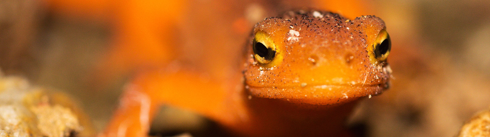 Salamander Salamander