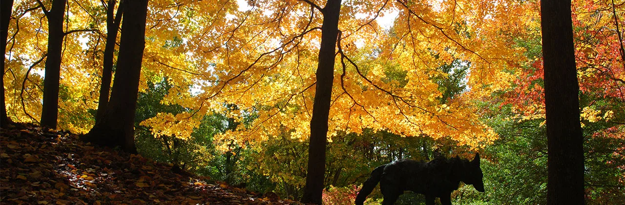 Fall foliage in Western Pennsylvania Fall foliage in Western Pennsylvania