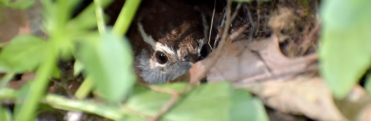 Messy garden and Carolin Wren nesting Messy garden and Carolin Wren nesting