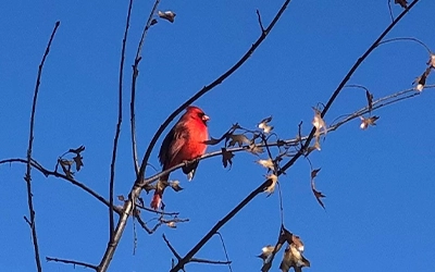 Cardinal