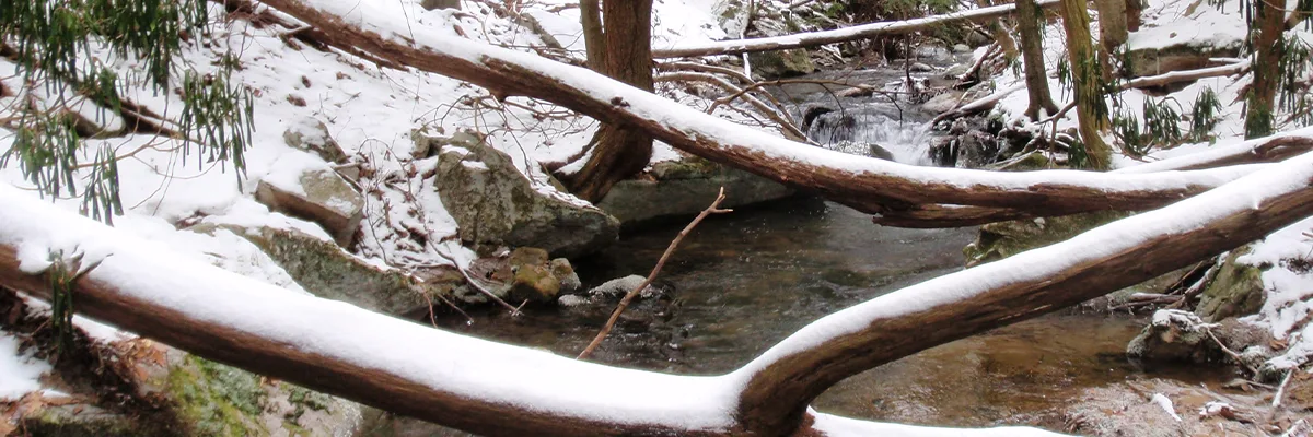 Bear Run Nature Reserve in the winter