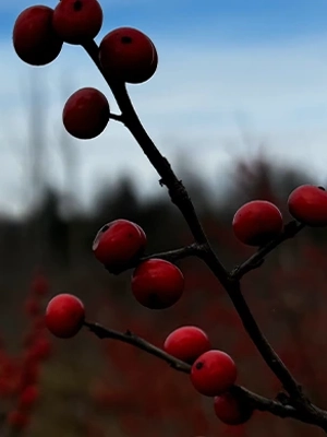 Winterberry at Shawl's Landing