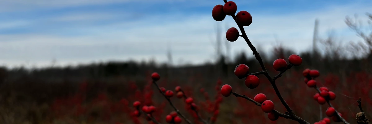 Winterberry Holly Close up