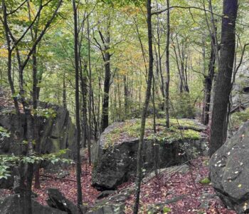 Land donations from families protect forestland on Chestnut Ridge in Westmoreland County