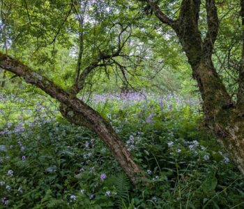 Photo of a meadow on a new property WPC protected for its South Branch French Creek Conservation Area