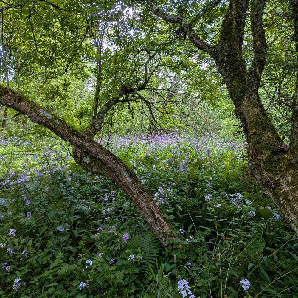 Photo of a meadow on a new property WPC protected for its South Branch French Creek Conservation Area
