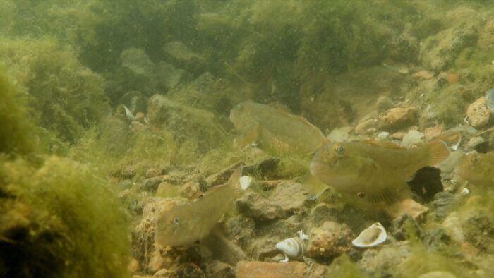 Invasive Round Goby as seen in the film Seeing the Unseen