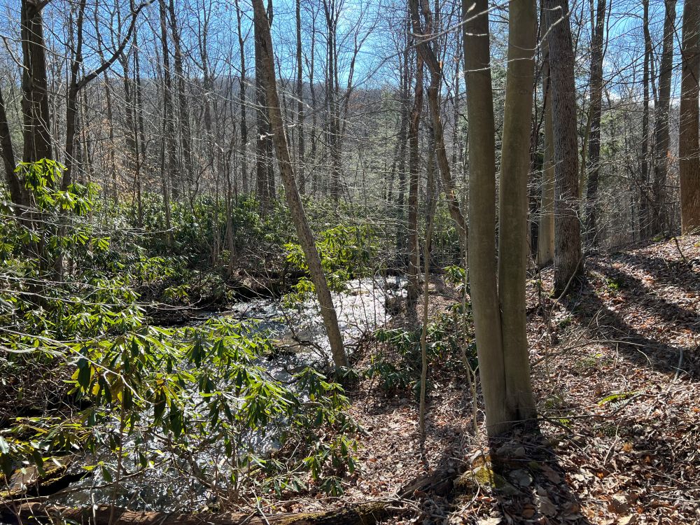WPC Protects Forestland in Fayette County for Forbes State Forest