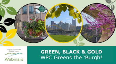 Green Black and Gold webinar tile