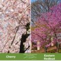 Blooming cherry and redbud trees in Pittsburgh