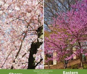 Blooming cherry and redbud trees in Pittsburgh