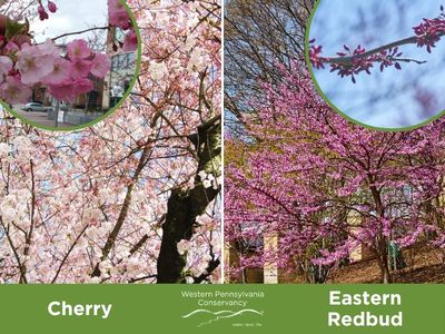 Blooming cherry and redbud trees in Pittsburgh with inset of blossoms