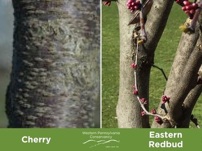 Bark of cherry and redbud trees
