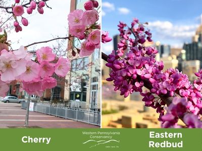 close up blooms of cherry and redbud trees