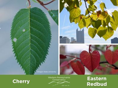 Close up leaves of cherry and redbud trees