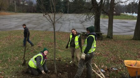 volunteers planting trees