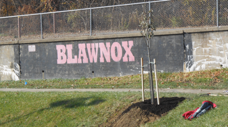 Tree planting location in Blawnox