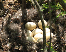 Anas Mallard Duck eggs and nest Western PA Conservancy