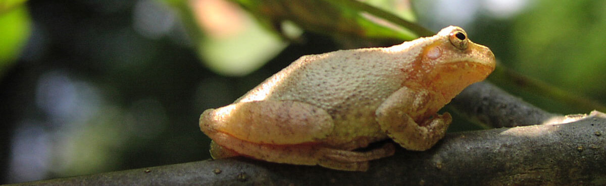 hyla-versicolor-gray-tree-frog03