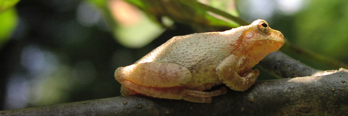 hyla-versicolor-gray-tree-frog03