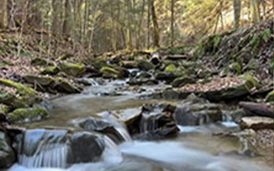 Preserves in the fall