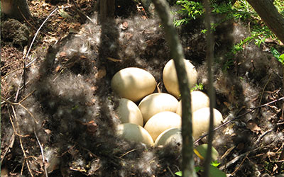 Anas Mallard Duck eggs and nest Western PA Conservancy