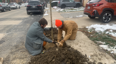 Morningside tree planting