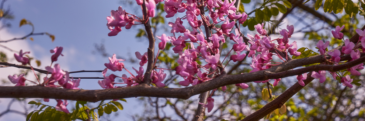 redbuds-1200x400 Pittsburgh Eastern Redbuds