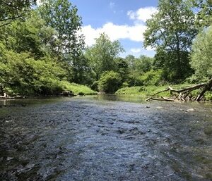 West Branch French Creek summer