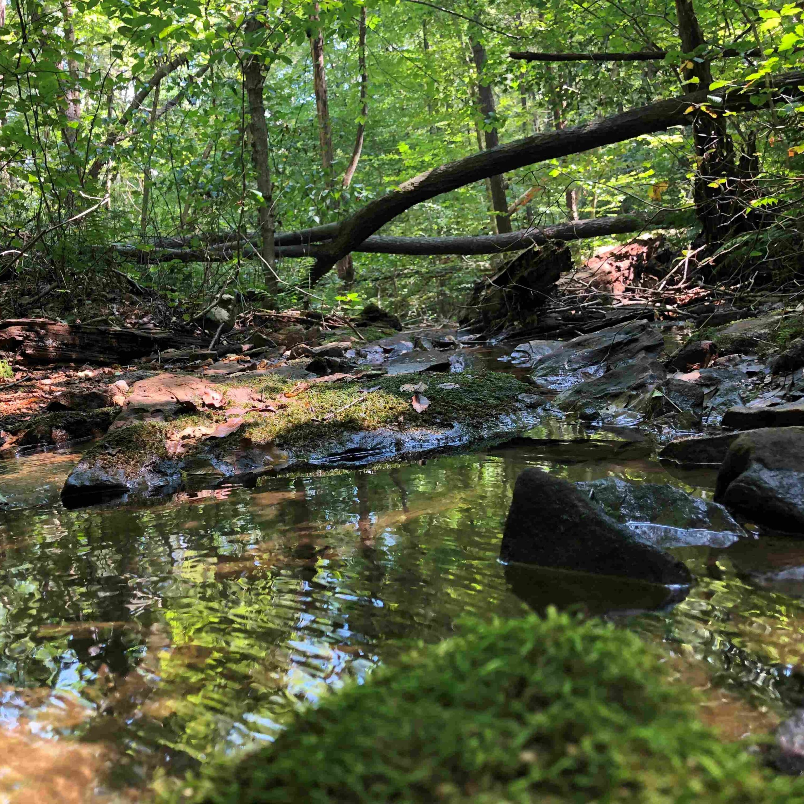 Mountain stream protected in Westmoreland County