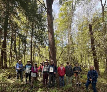 Wolf Creek Narrows Named as an Old Growth Forest