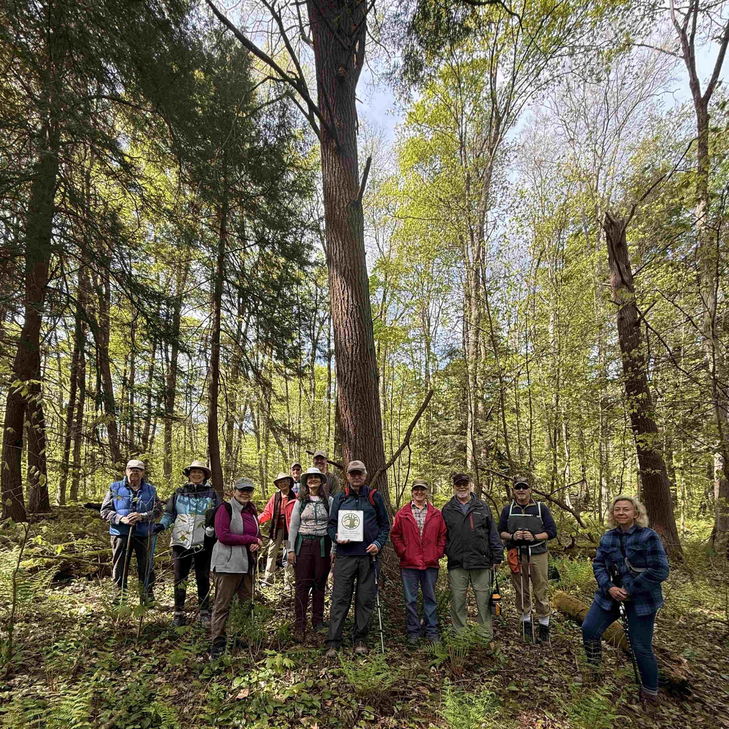 Wolf Creek Narrows Named as an Old Growth Forest