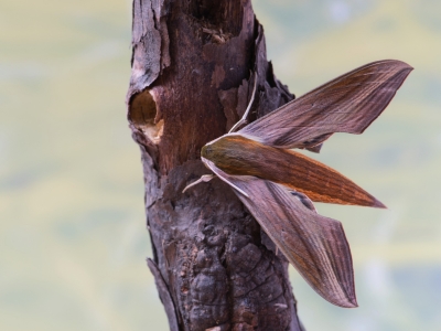 Tersa Sphinx Moth (Xylophanes tersa) on a tree branch
